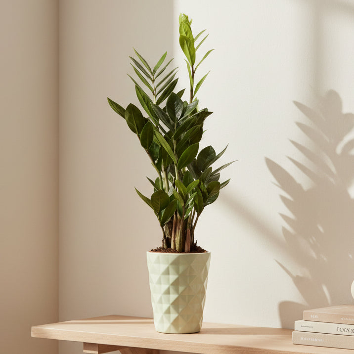 Plantas fáciles de cuidar: las mejores opciones para principiantes