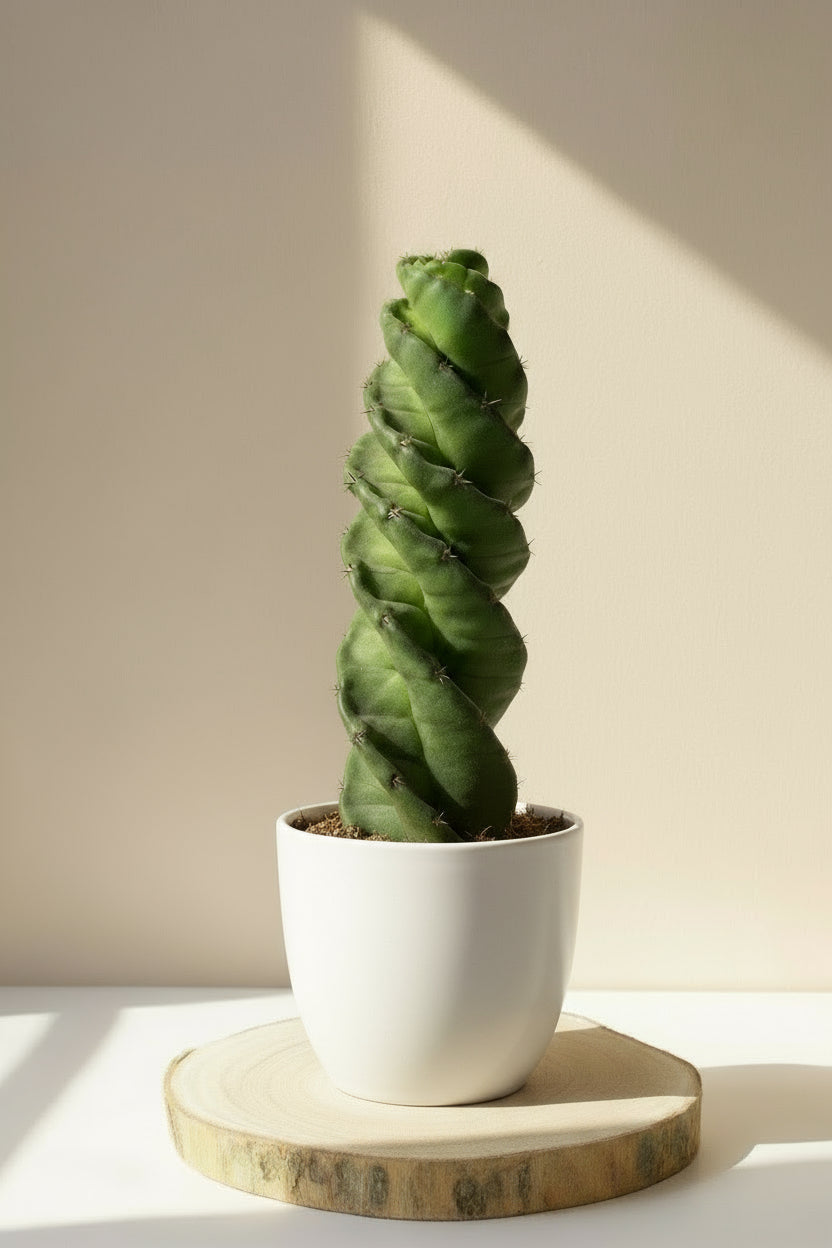 Cactus y suculentas