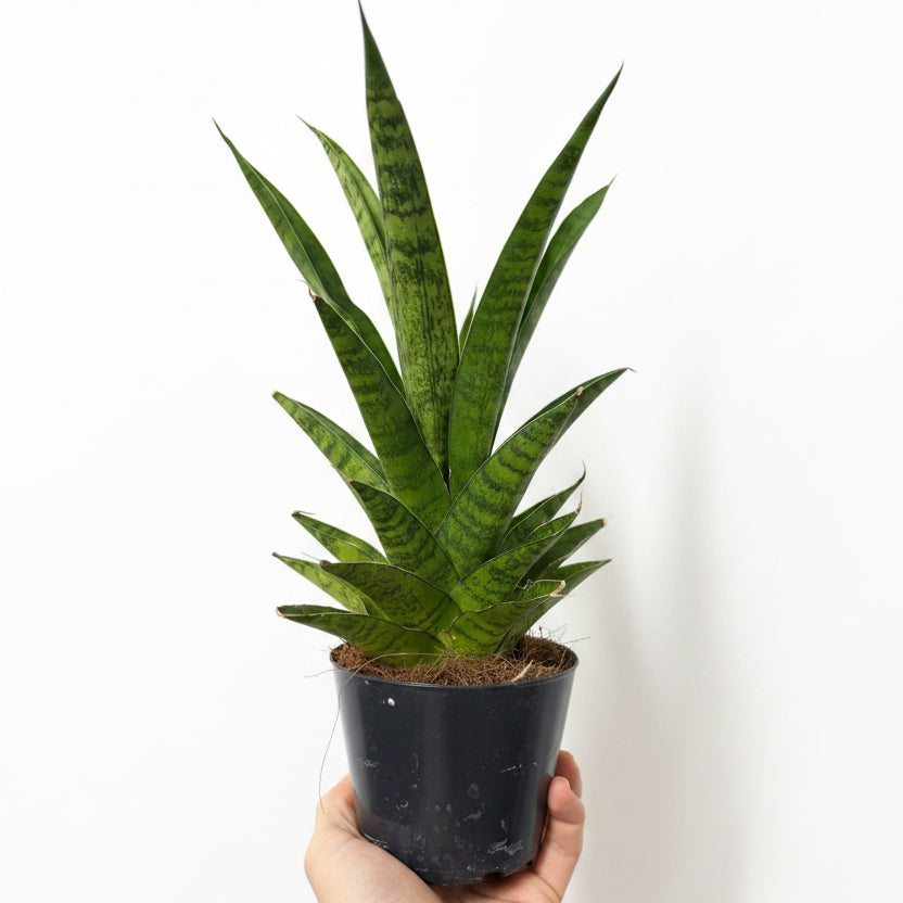 sansevieria cylindrica francisii, sansevieria francisii, sansevieria cylindrica, planta de interior resistente, sansevieria hojas cilíndricas