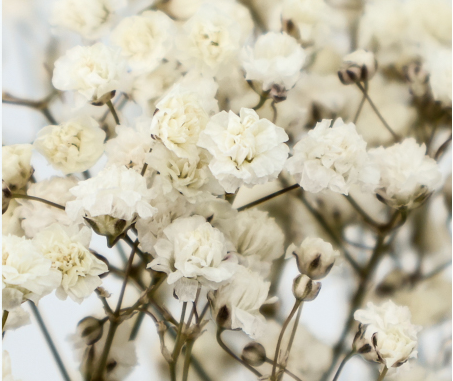 flor paniculata preservada blanca