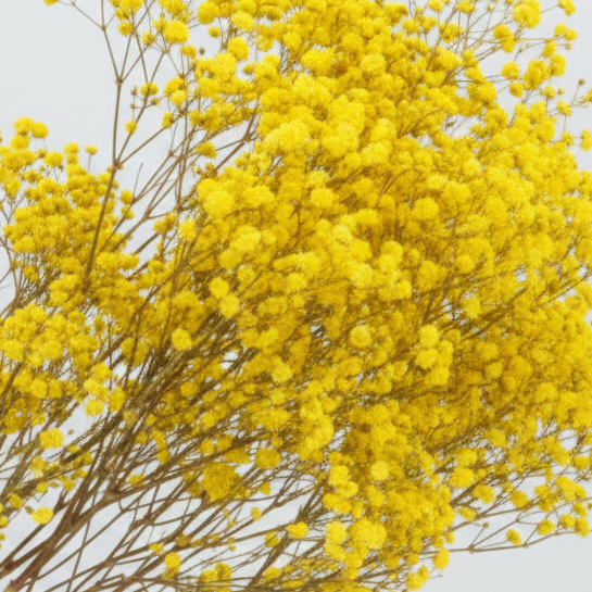 flor paniculata preservada amarillo