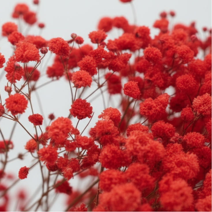 flor paniculata preservada roja