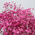 Paniculata Flor Preservada Colors