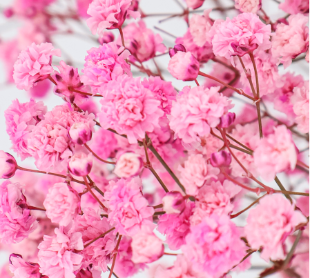 paniculata-flor-rosa