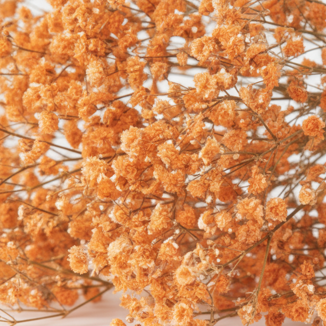flor paniculata preservada naranja