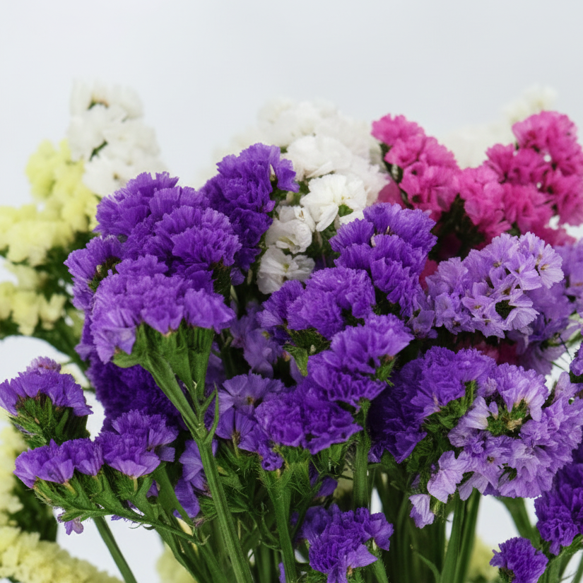 flor-preservada-statice