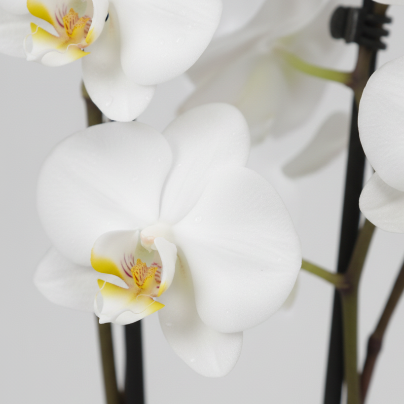 orquidea color blanca