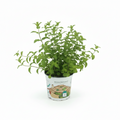 Menthe