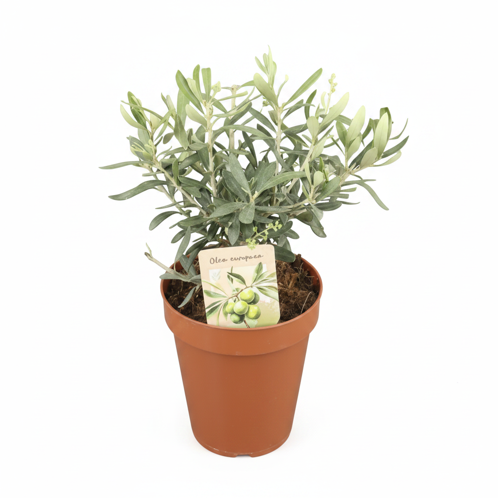 olivo-olea-europaea