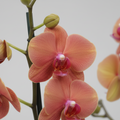 orquidea phalaenopsis naranja