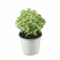 pesto planta aromatica exterior 
