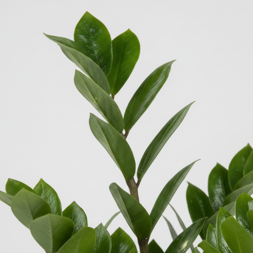 Zamioculcas (Zamioculcas zamiifolia)