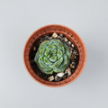 echeveria-daiquiri-corea