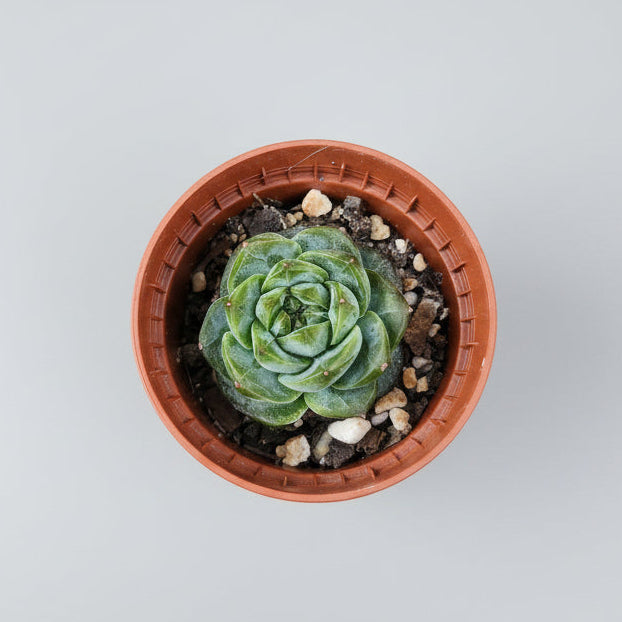 echeveria-daiquiri-corea