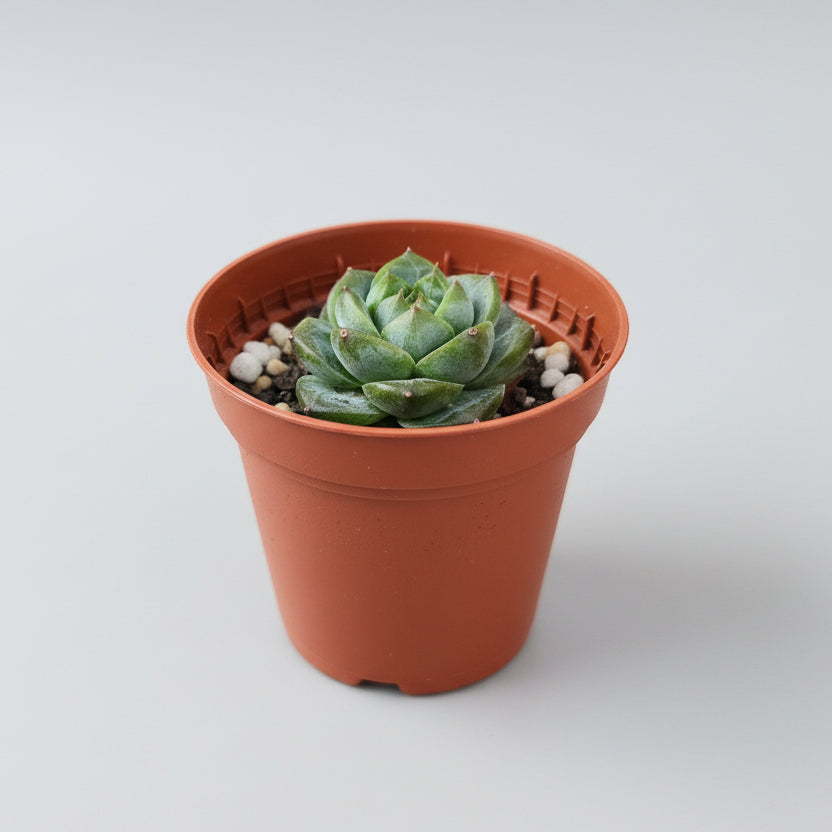 echeveria-suculenta