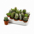 set-cactus-20-unidades