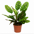 calathea makoyana