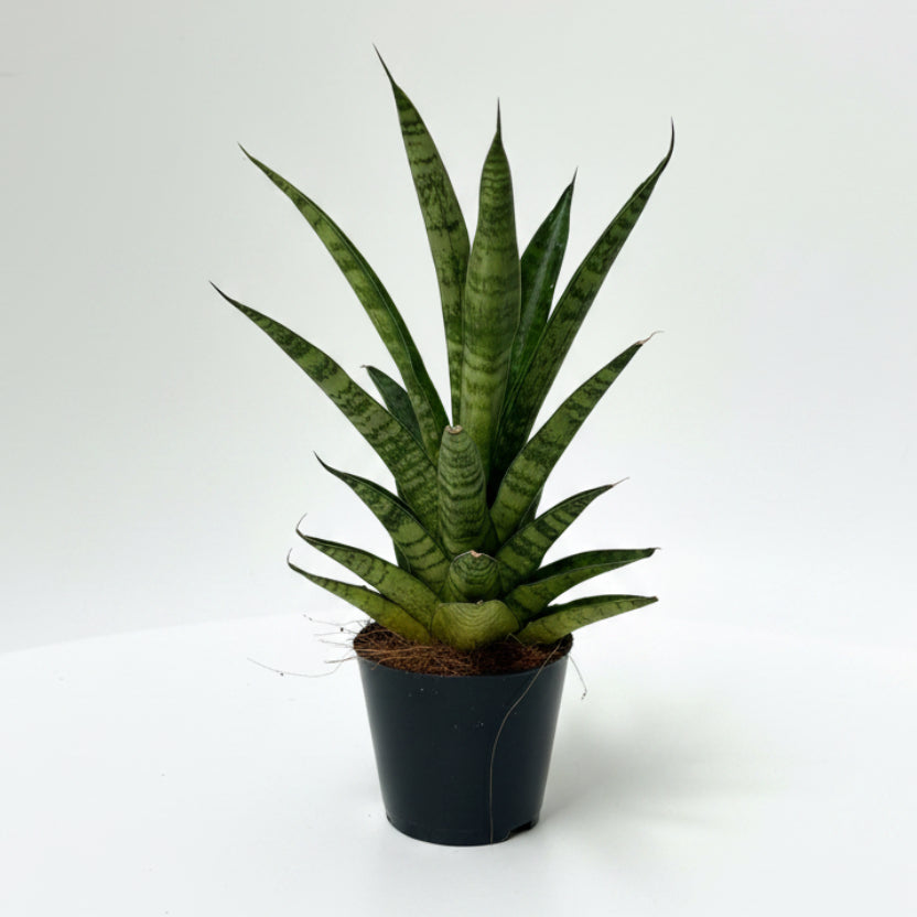 sansevieria cylindrica francisii, sansevieria francisii, sansevieria cylindrica, planta de interior resistente, sansevieria hojas cilíndricas