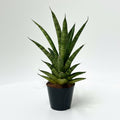 sansevieria cylindrica francisii, sansevieria francisii, sansevieria cylindrica, planta de interior resistente, sansevieria hojas cilíndricas