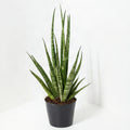 Sansevieria Fernwood Punk M