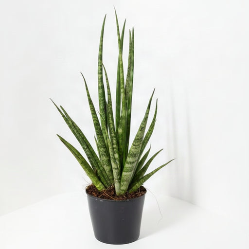Sansevieria Fernwood Punk M