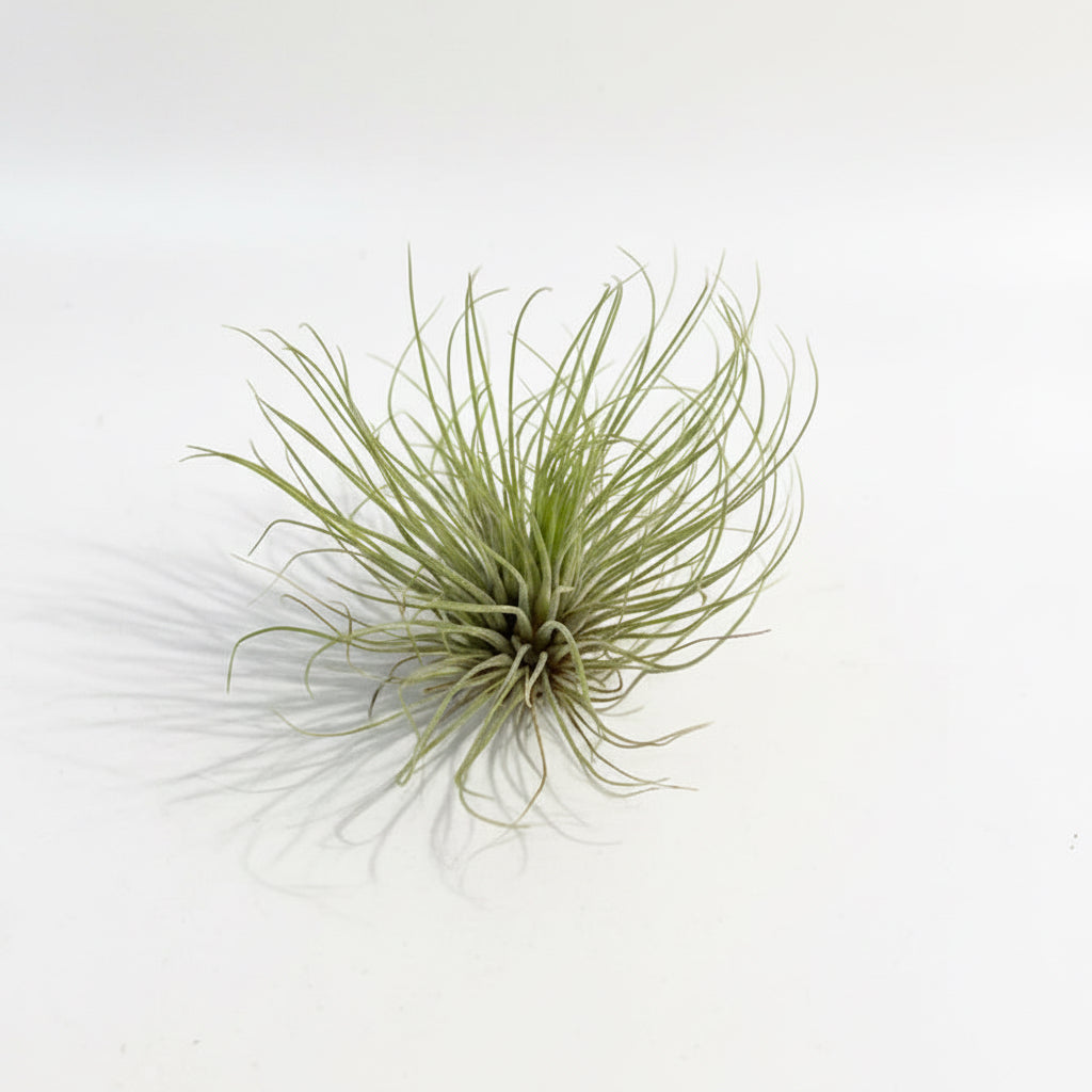 air plant tillandsia fuchsii