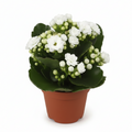 kalanchoe con flor
