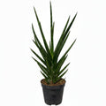 Sansevieria Grass of Steel M
