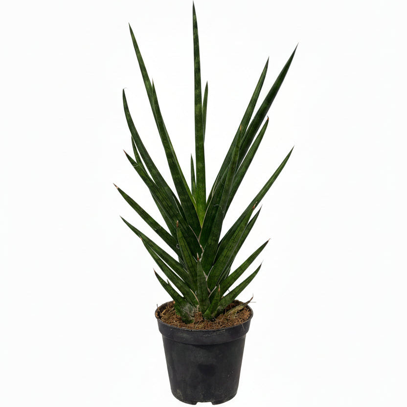 Sansevieria Grass of Steel M