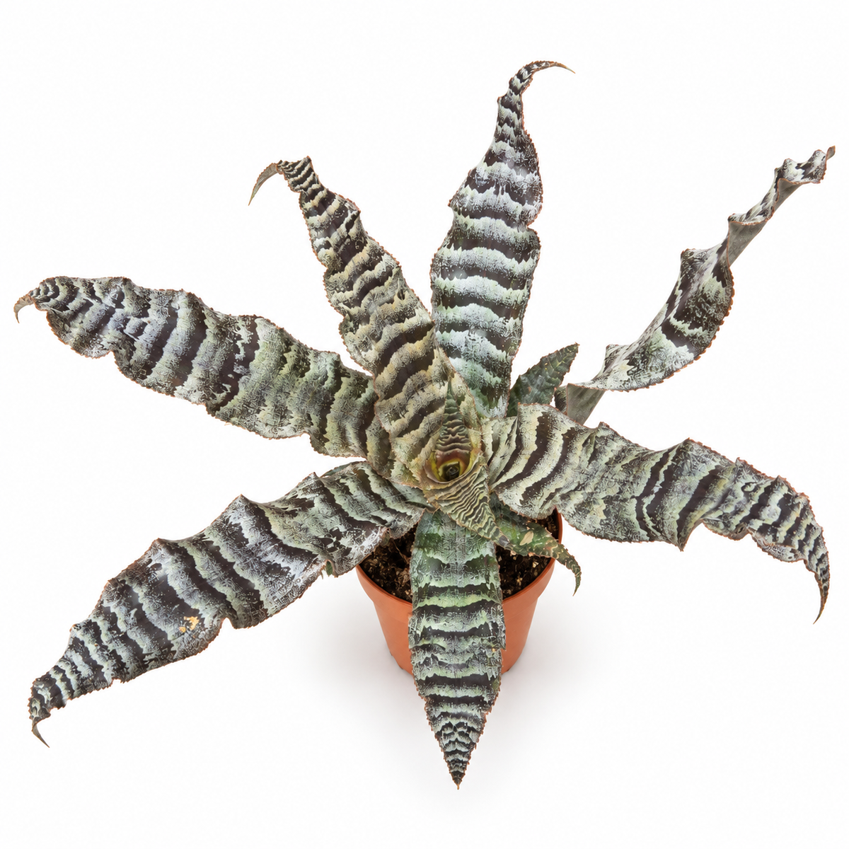 Cryptanthus zonatus, Cryptanthus zonatus planta cebra, Cryptanthus planta de interior, planta cebra Cryptanthus, estrella de tierra