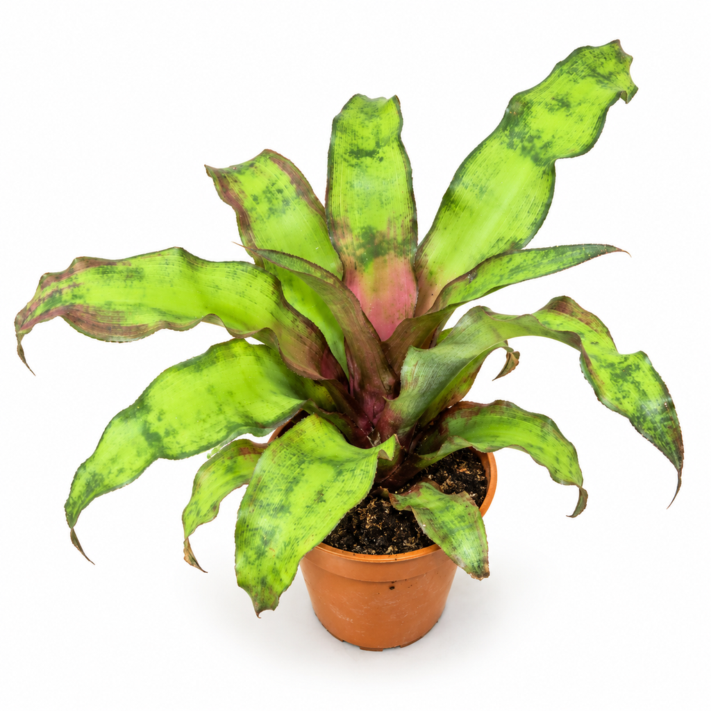 ryptanthus bivittatus Strawberry Flambée, Cryptanthus Strawberry Flambée, Cryptanthus rosa, bromelia rosa, bromelia Strawberry Flambée
