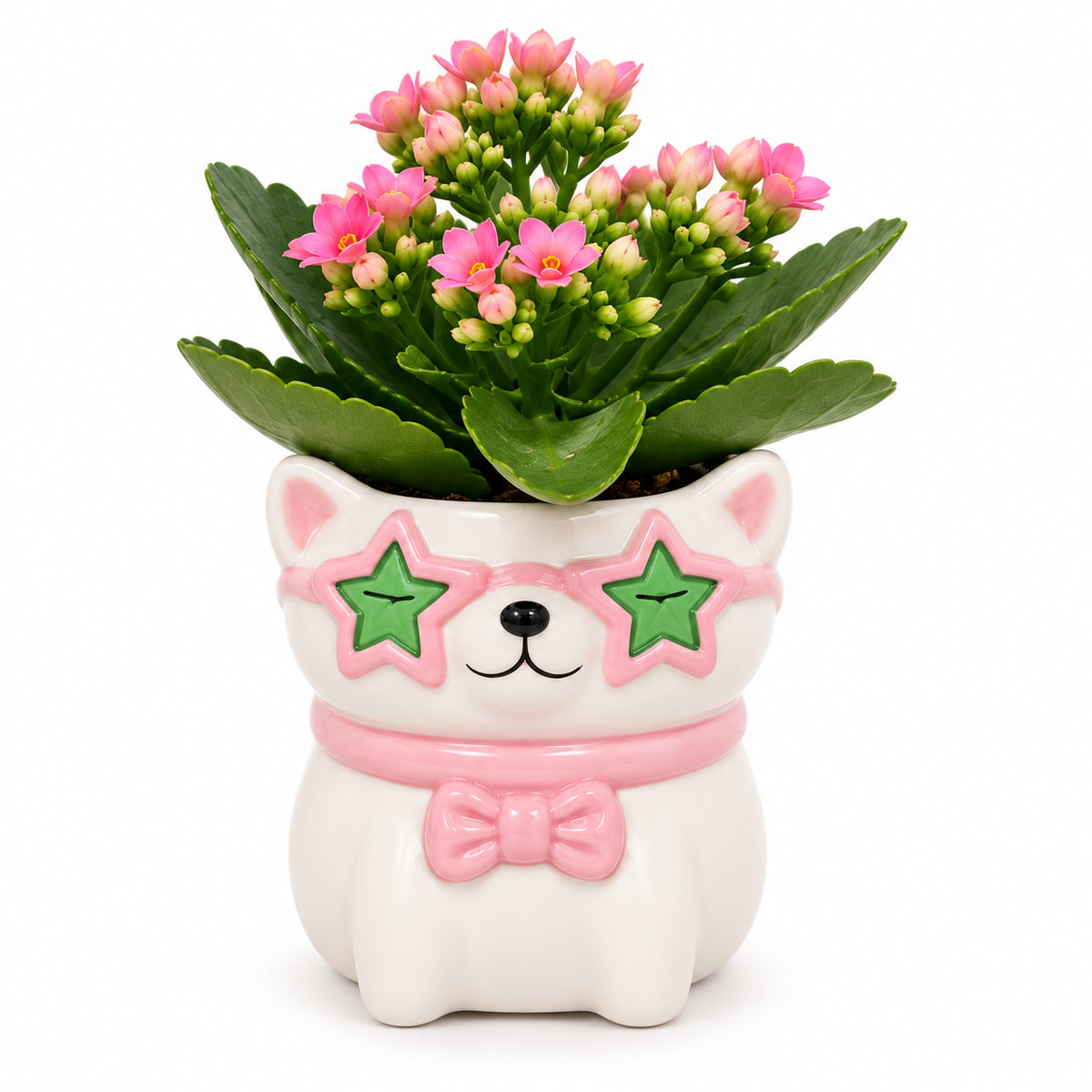 regalo para amantes de las plantas, regalo para amantes de los gatos