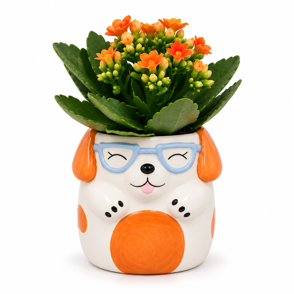 maceta gato con planta, macetero original con planta