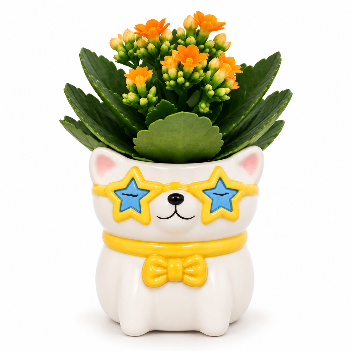 macetero gato cerámica, maceta perro con planta