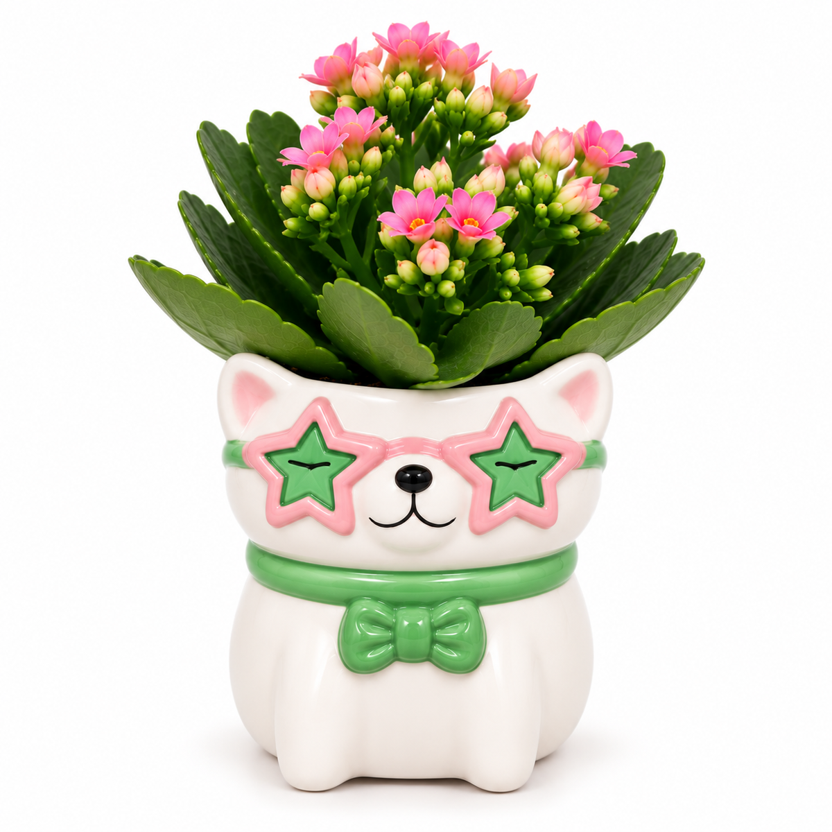 macetero de cerámica con planta