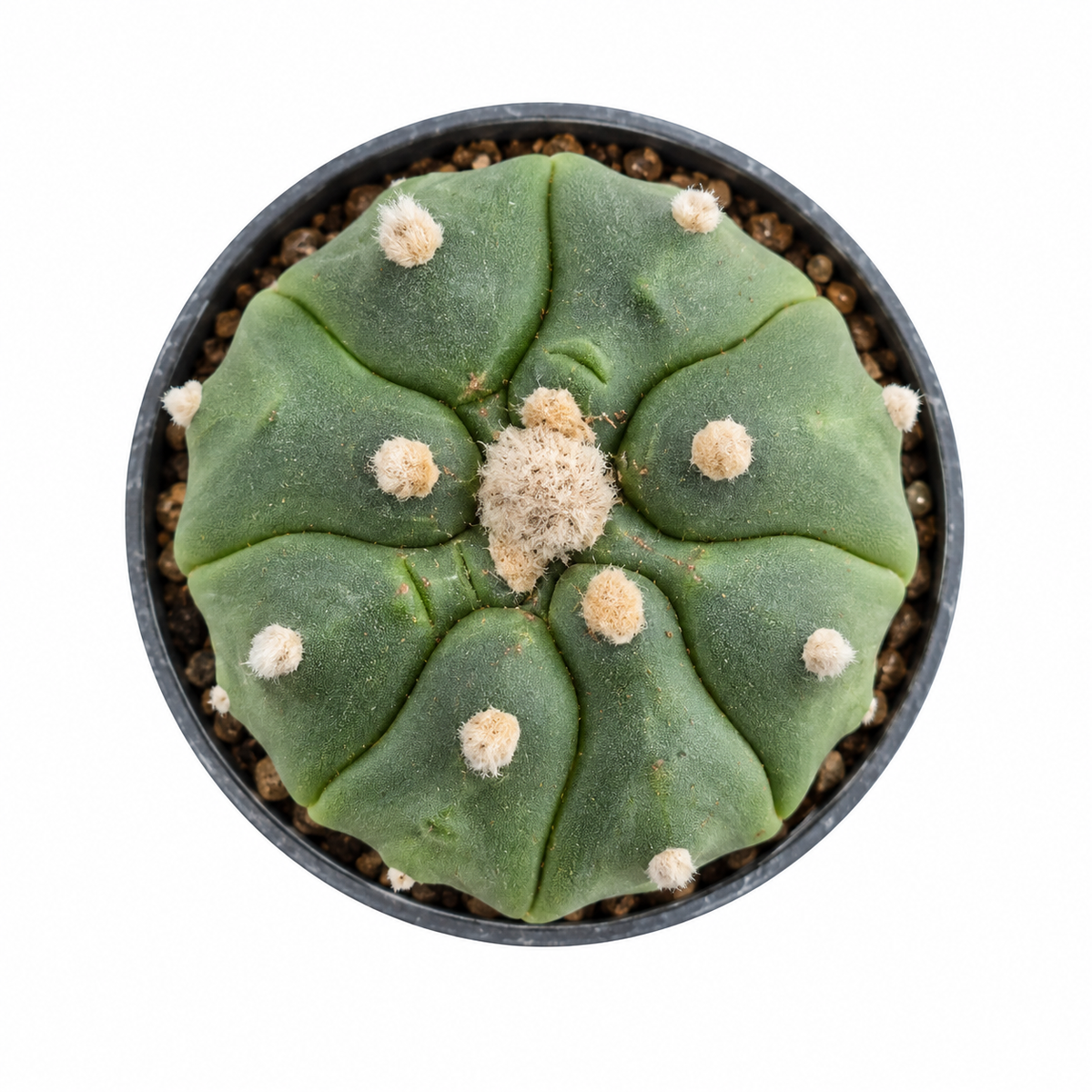 Astrophytum Asterias Kikko
