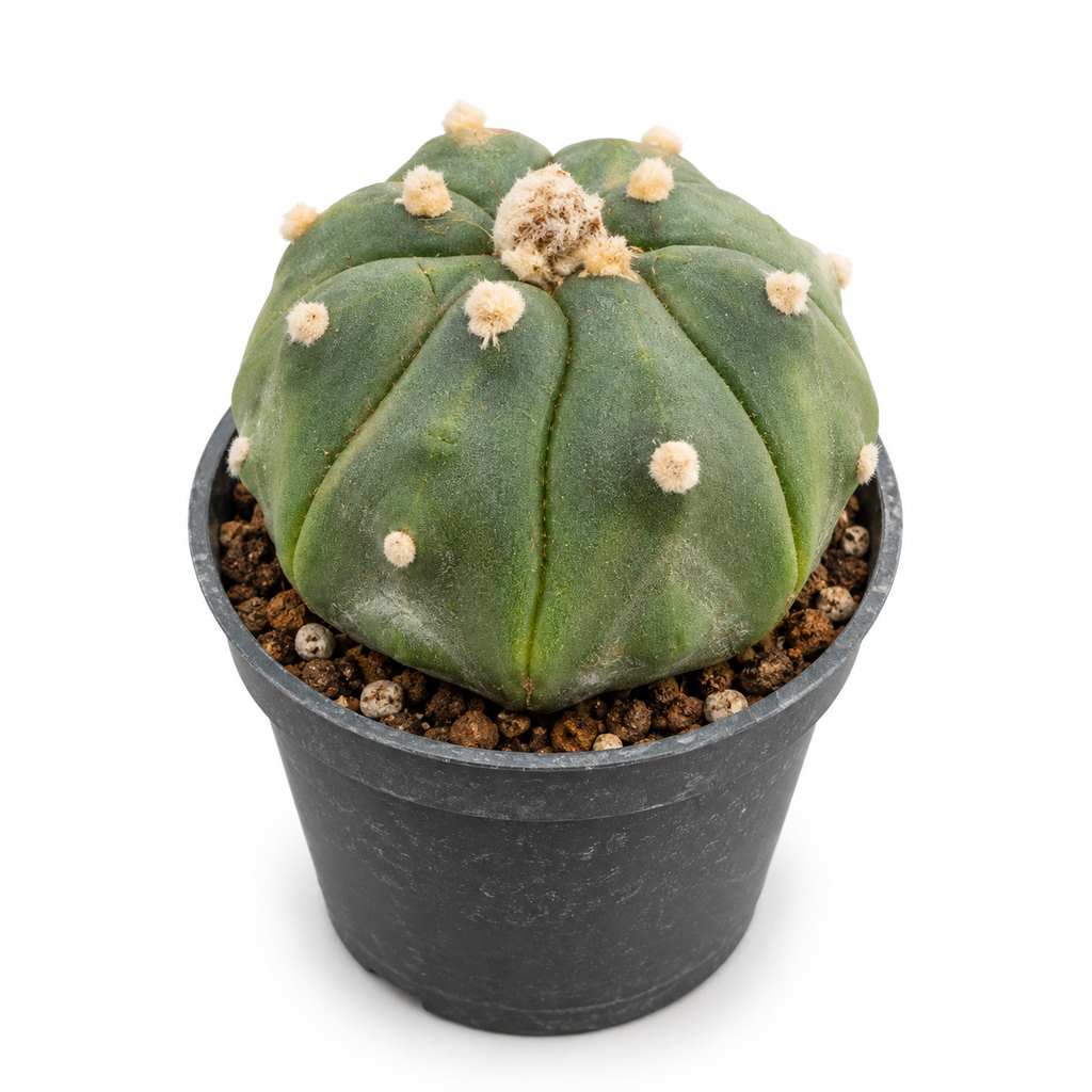astrophytum asterias kikko