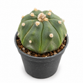 astrophytum asterias kikko