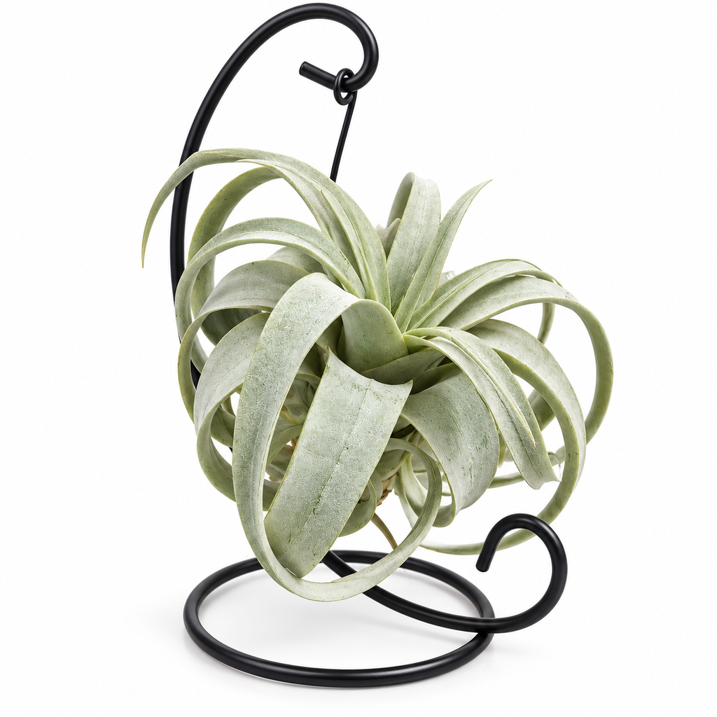 illandsia grande decorativa, planta de aire grande, tillandsia sin tierra, tillandsia epífita, planta de aire decorativa, tillandsia xerographica verde plateada