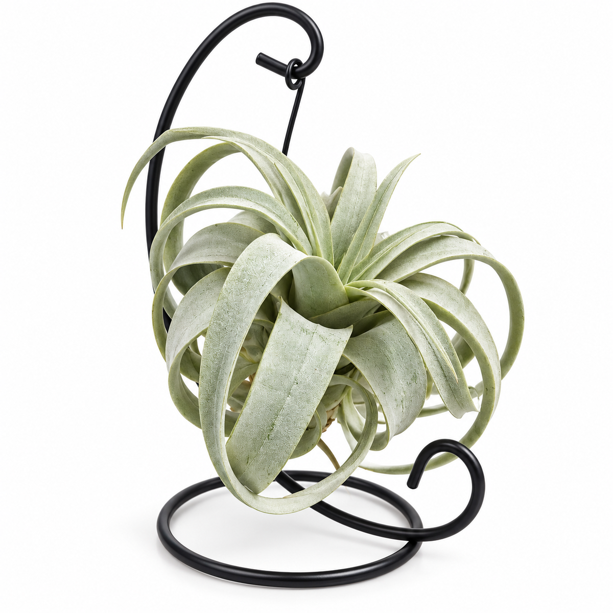illandsia grande decorativa, planta de aire grande, tillandsia sin tierra, tillandsia epífita, planta de aire decorativa, tillandsia xerographica verde plateada