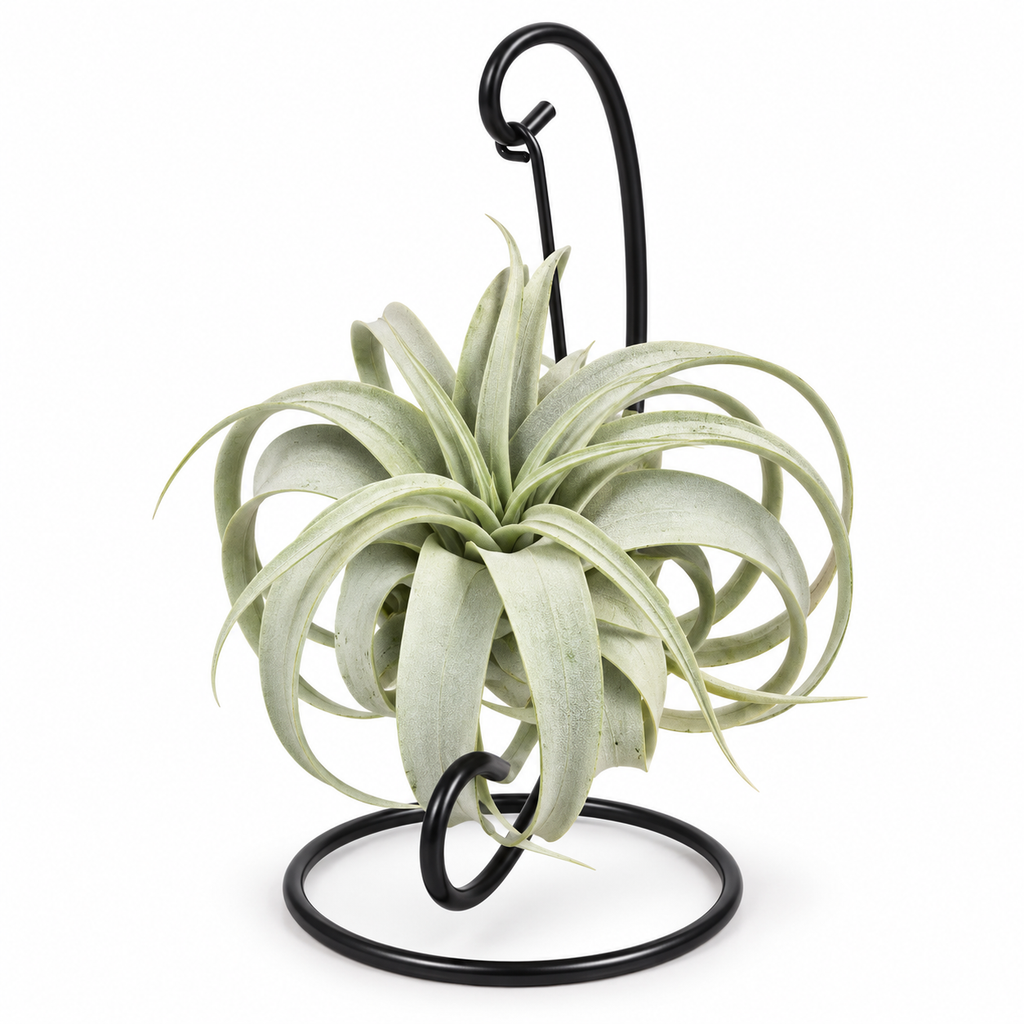 planta de aire XL, tillandsia xerographica con soporte