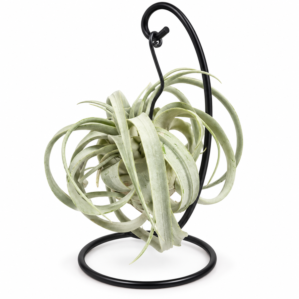 tillandsia xerographica XL con soporte, tillandsia xerographica grande