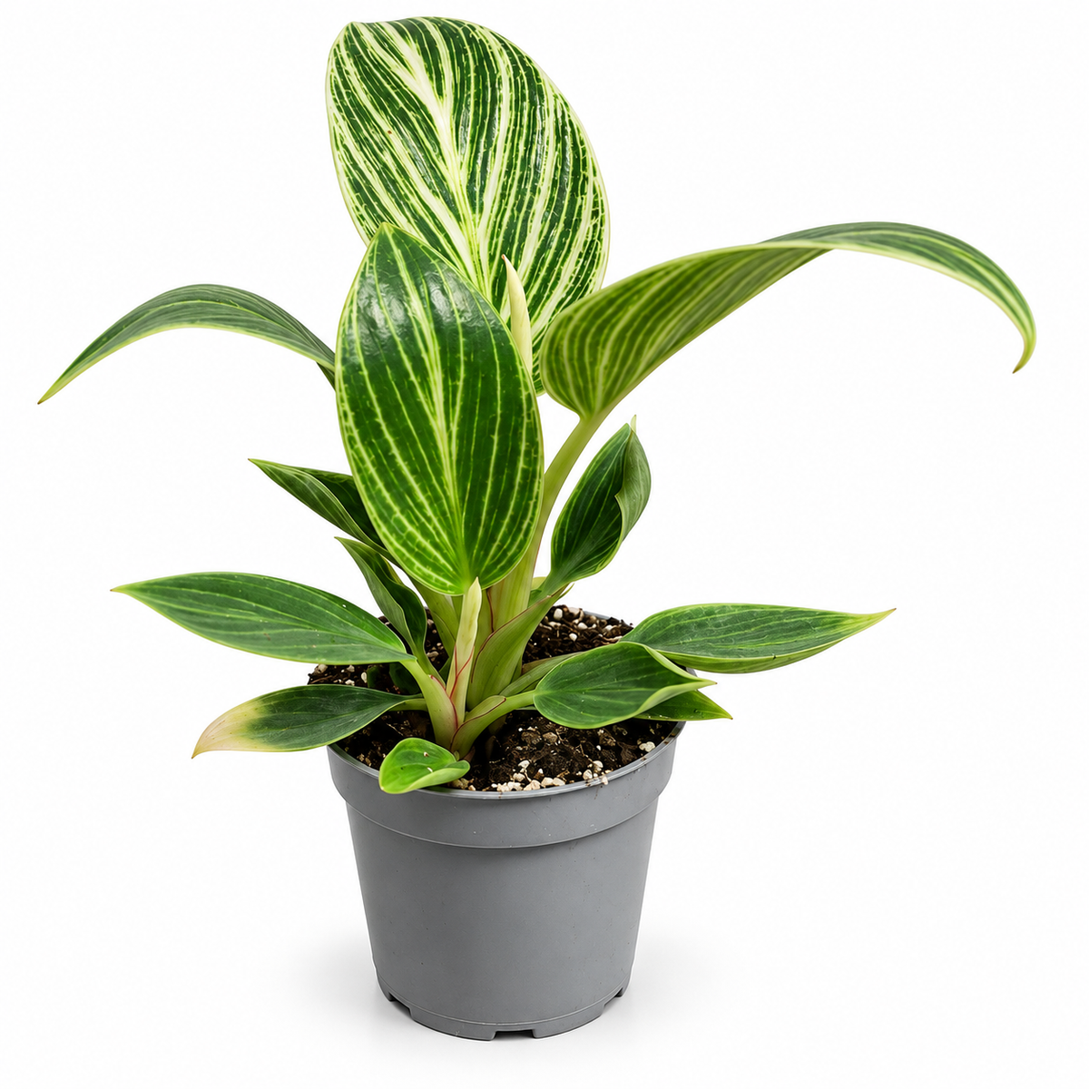 planta philodendron birkin, philodendron de hojas blancas, planta de interior variegada