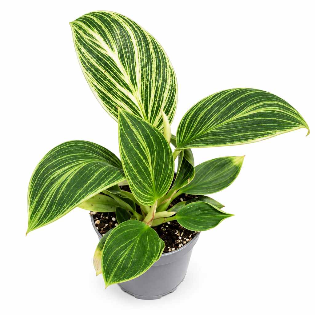 philodendron birkin, philodendron birkin variegado
