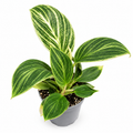 philodendron birkin, philodendron birkin variegado