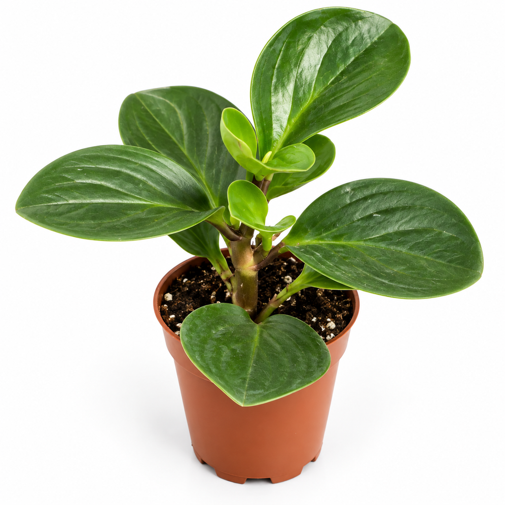 peperomia de hojas carnosas, peperomia verde, planta de interior peperomia