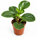 peperomia de hojas carnosas, peperomia verde, planta de interior peperomia