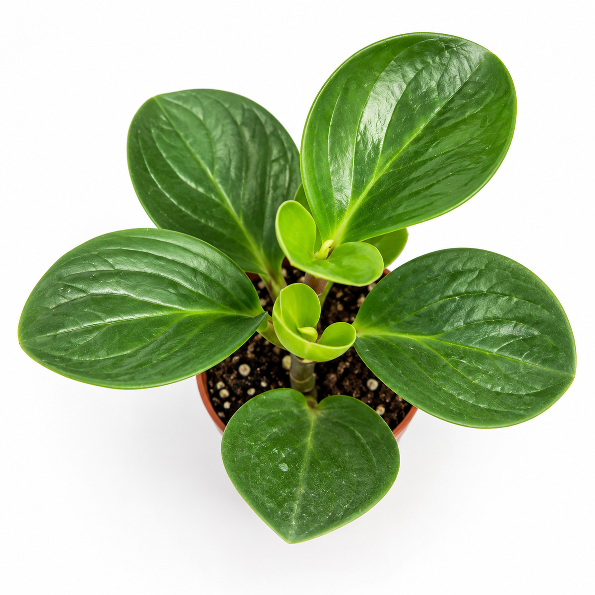 peperomia obtusifolia, planta peperomia obtusifolia