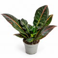 crotón codiaeum variegatum, planta crotón, crotón de colores, codiaeum variegatum
