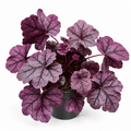 heuchera morada, heuchera púrpura, planta heuchera, heuchera de hojas moradas